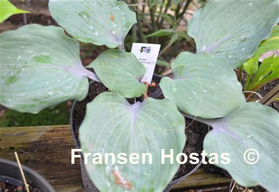 Hosta Plum Delicious